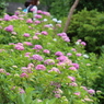 紫陽花も！