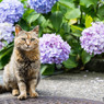 紫陽花の季節