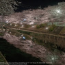 Cherry blossoms in the evening☆