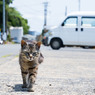 ちょっと待つニャ