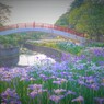 夕刻の菖蒲園１