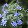 紫陽花