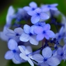 毬 花 舞 子