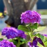 IMG_2026