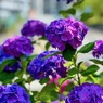 IMG_2025
