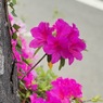 IMG_1275