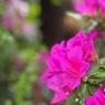 IMG_1153