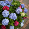 赤紫の花