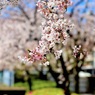 IMG_1030