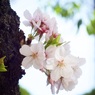2022桜