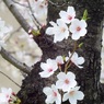 2022桜