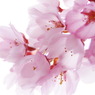 桜色