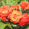 DSCN3279