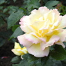 DSCN3285