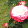 DSCN3286