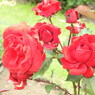 DSCN3287