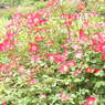 DSCN3289