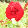 DSCN3290