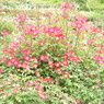 DSCN3292