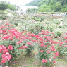 DSCN3293
