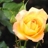 DSCN3294