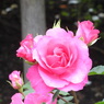 DSCN3295