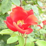 DSCN3297