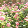 DSCN3300