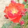 DSCN3303