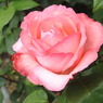 DSCN3304