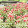 DSCN3307