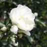 DSCN3308