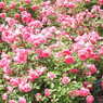 DSCN3309