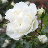 DSCN3314