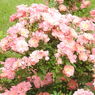 DSCN3315