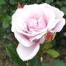 DSCN3317