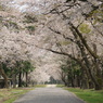 酪農畜産センターの桜