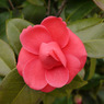 山茶花１