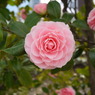 椿か山茶花？