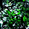 greeen