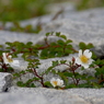 写真句：野茨の花