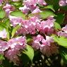 春の花11(ウツギ)