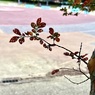 IMG_0085