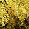P1040264