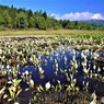 夏が来れば思い出す　Ⅰ