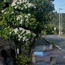 写真エッセイ：山法師の咲く道：NTW355