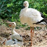 コウノトリとヒナ鳥