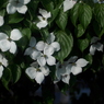 写真エッセイ：山法師の花