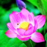 Taste of Honey ～蓮  成福寺～