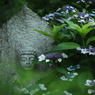 般若寺の紫陽花(石仏＆紫陽花）
